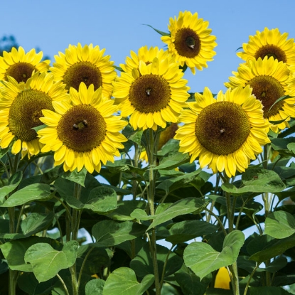 Picture of Helianthus (Sunflower) Soham Sunrise F1
